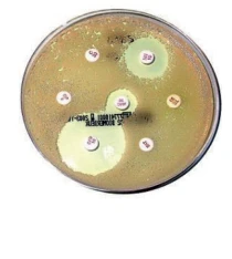 Disques antibiotiques — Colistine